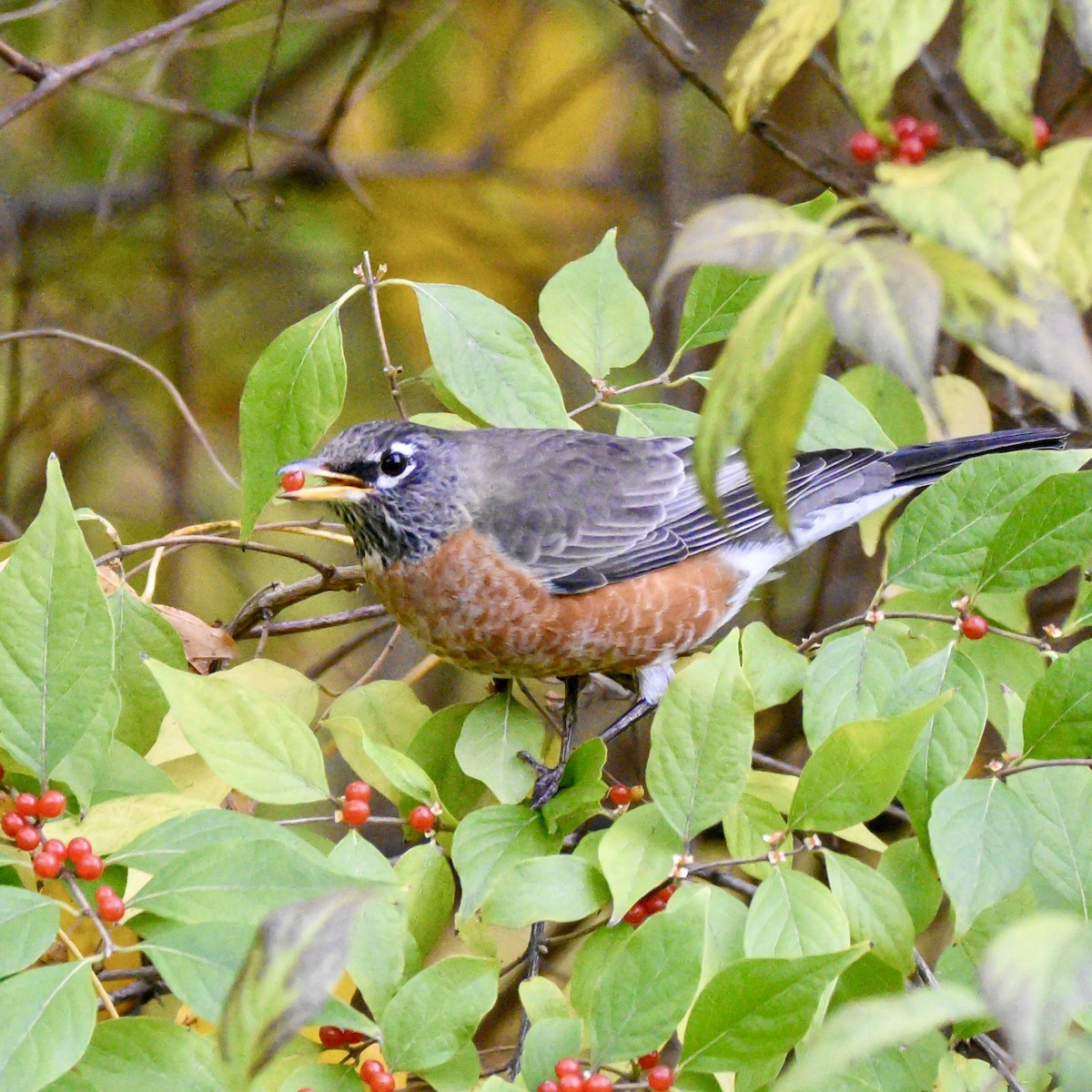 American Robin - ML645069264