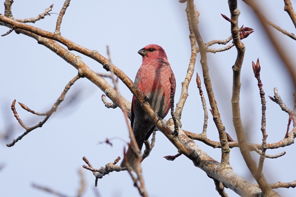 hýl křivčí - ML645069266