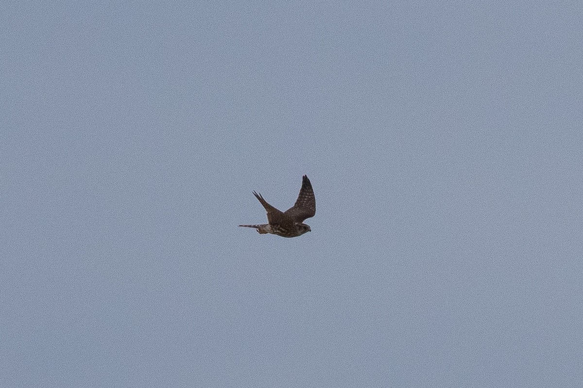 Merlin - ML645069274