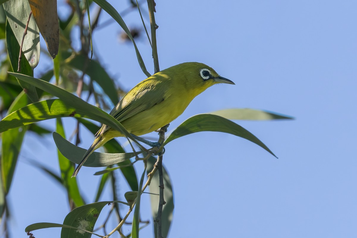 Lemon-bellied White-eye - ML645069281