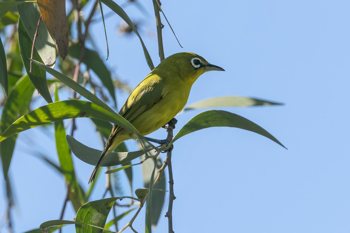 Lemon-bellied White-eye - ML645069282
