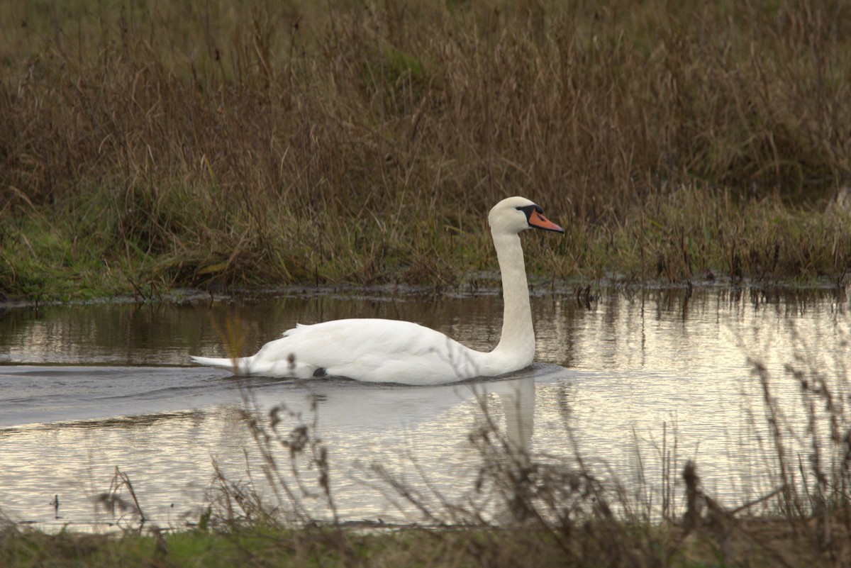 labuť velká - ML645069284