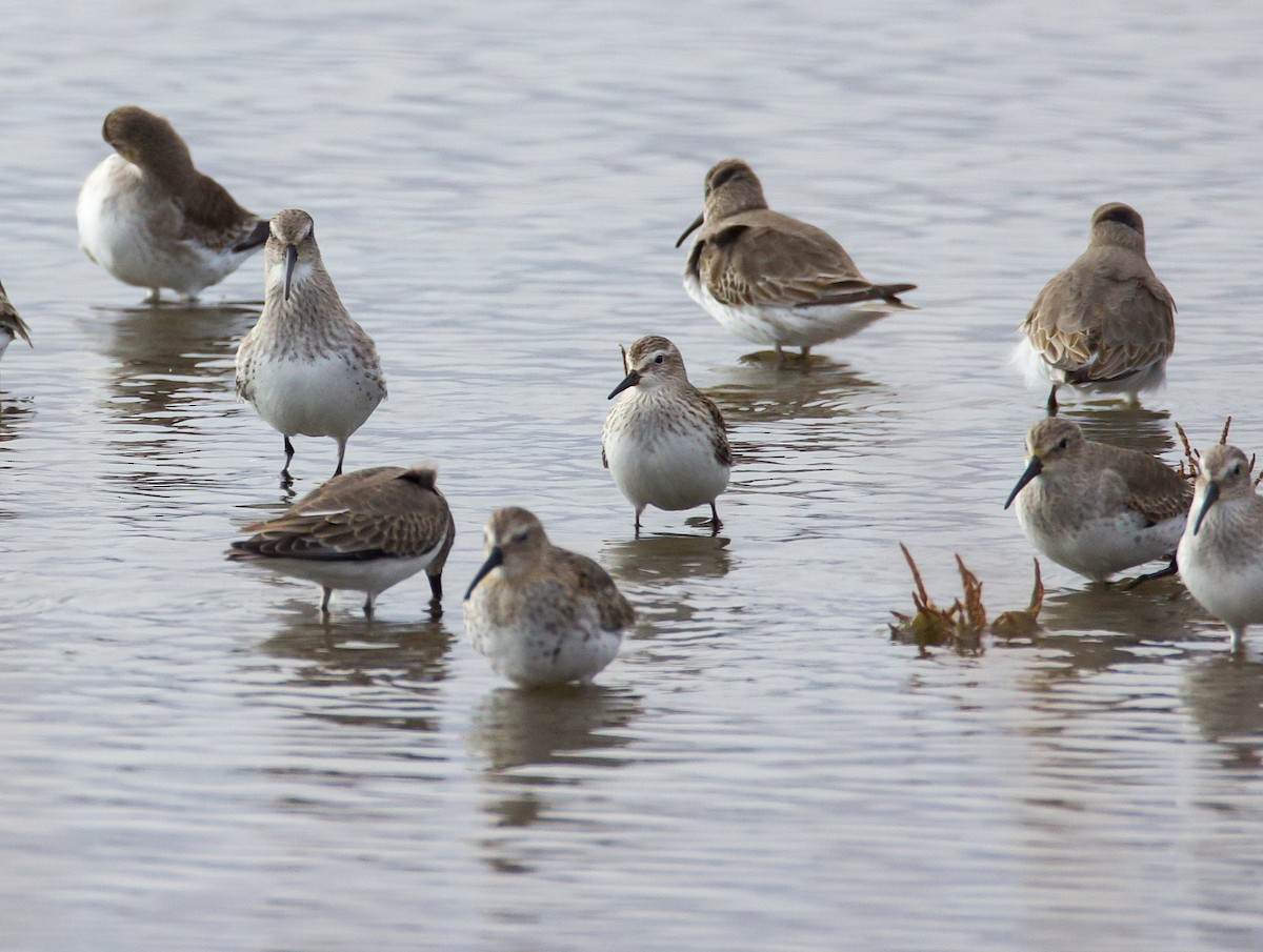 Weißbürzel-Strandläufer - ML645069291