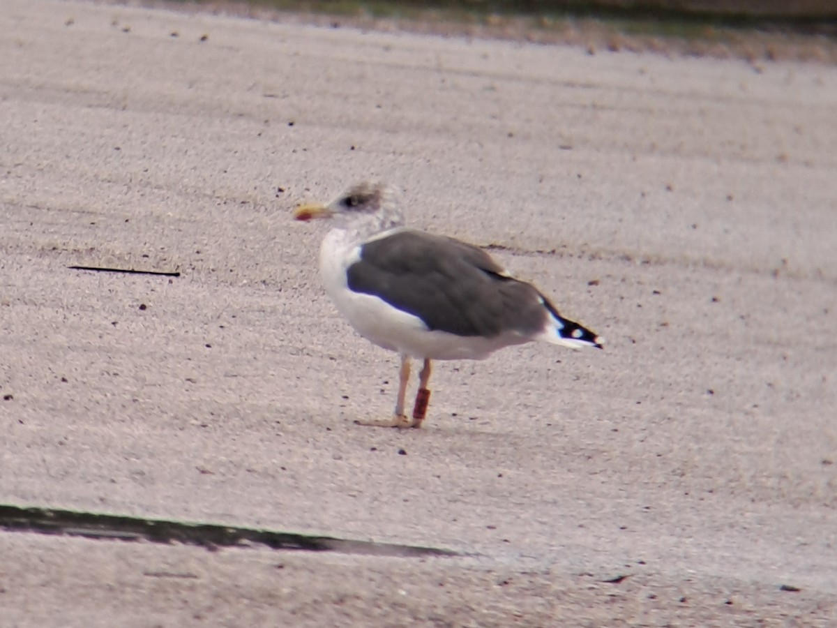 Gaviota Sombría - ML645069292
