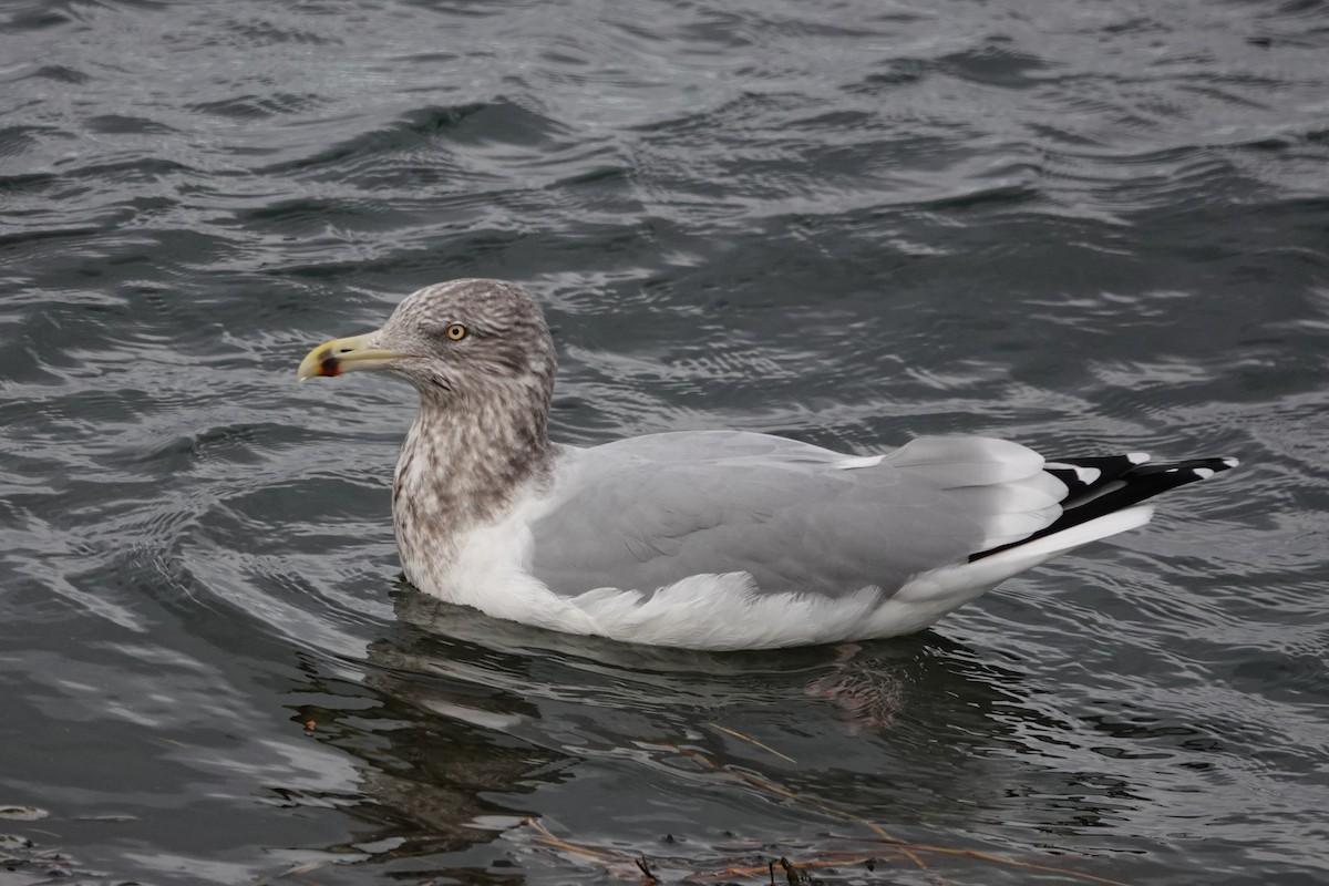 American Herring Gull - ML645069302