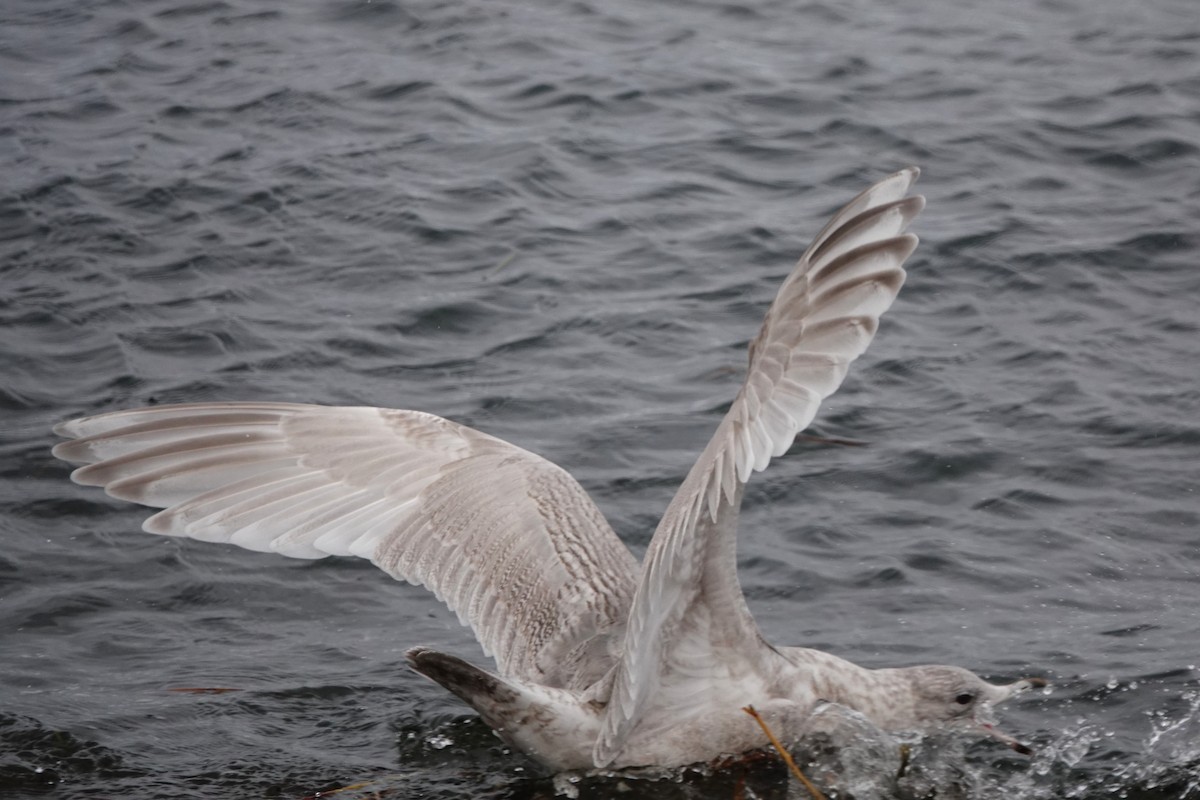 Iceland Gull - ML645069310