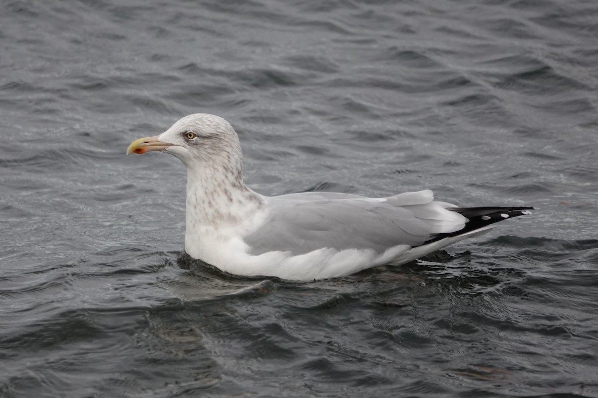 American Herring Gull - ML645069314