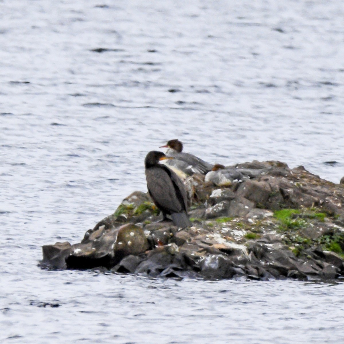 Double-crested Cormorant - ML645069318