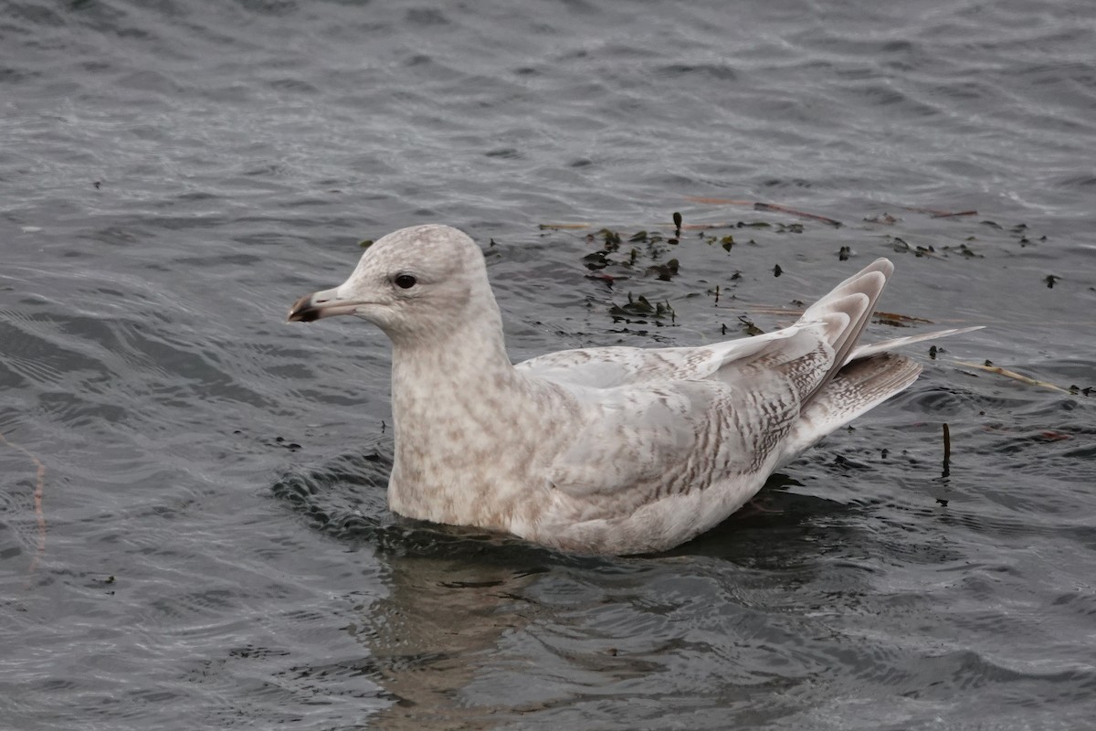 Iceland Gull - ML645069322