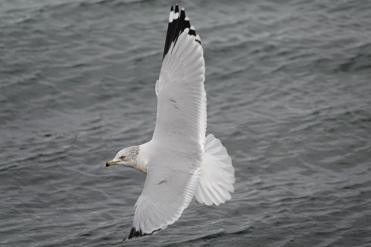 Ring-billed Gull - ML645069332