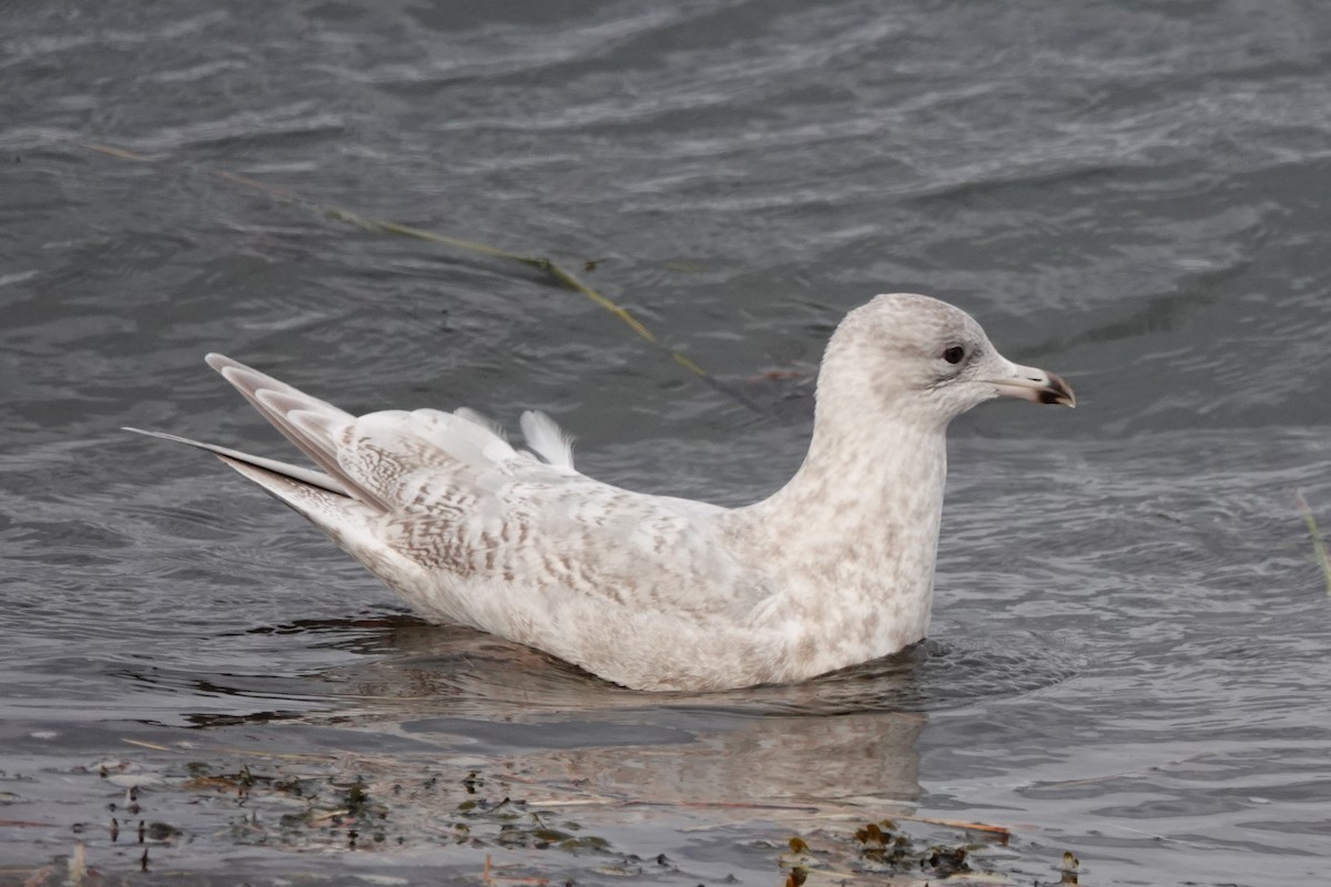 Iceland Gull - ML645069345