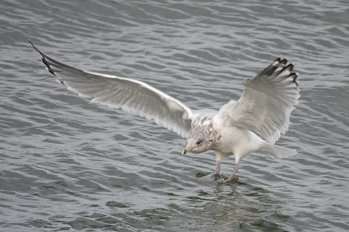 American Herring Gull - ML645069351