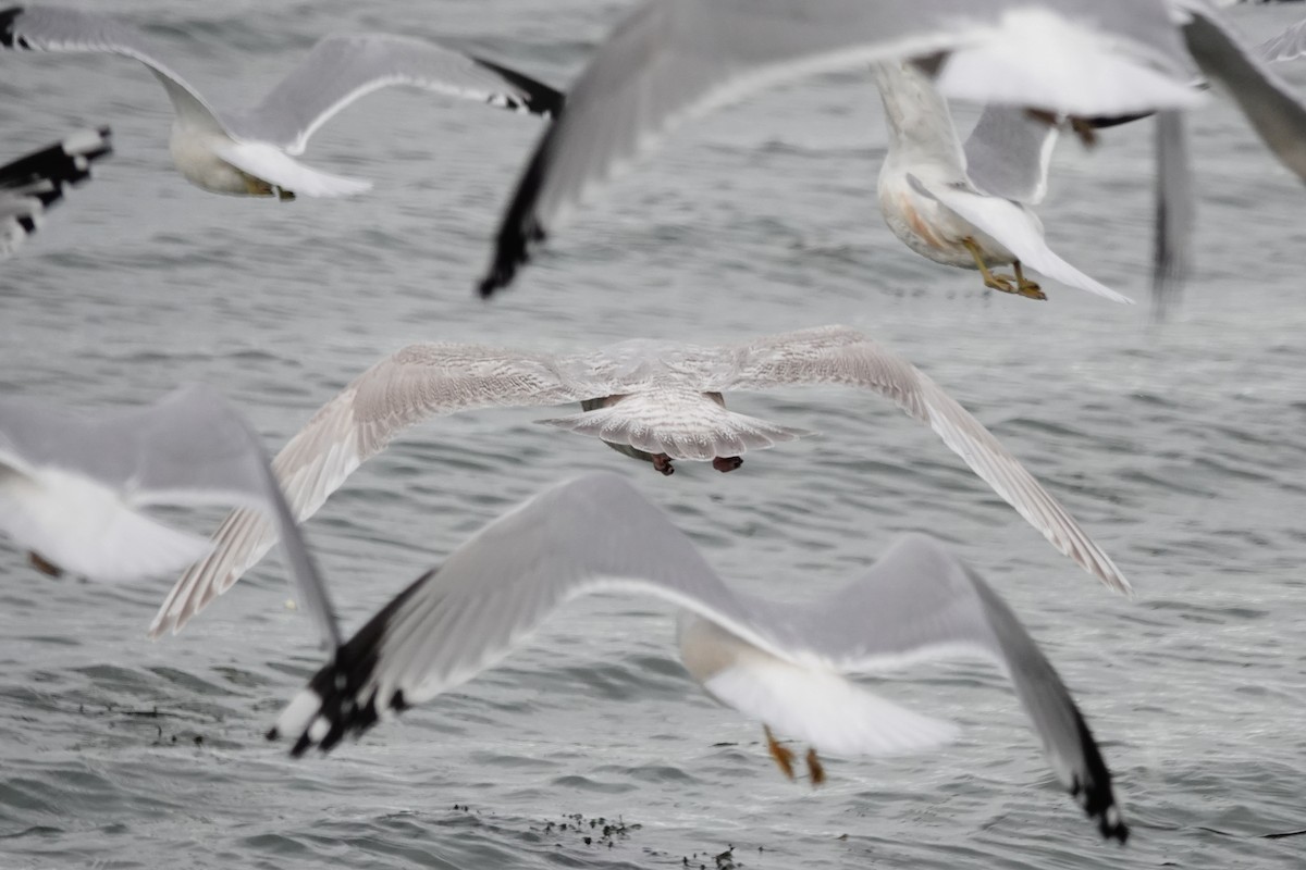 Iceland Gull - ML645069352