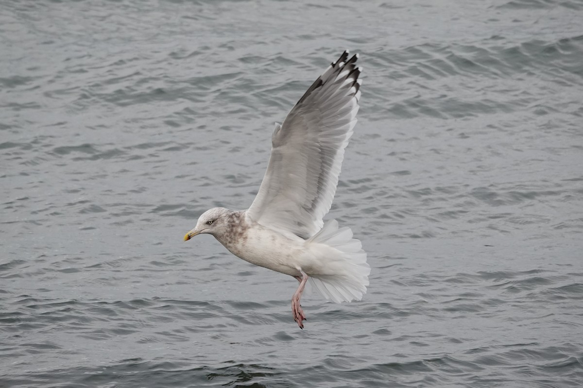 American Herring Gull - ML645069357