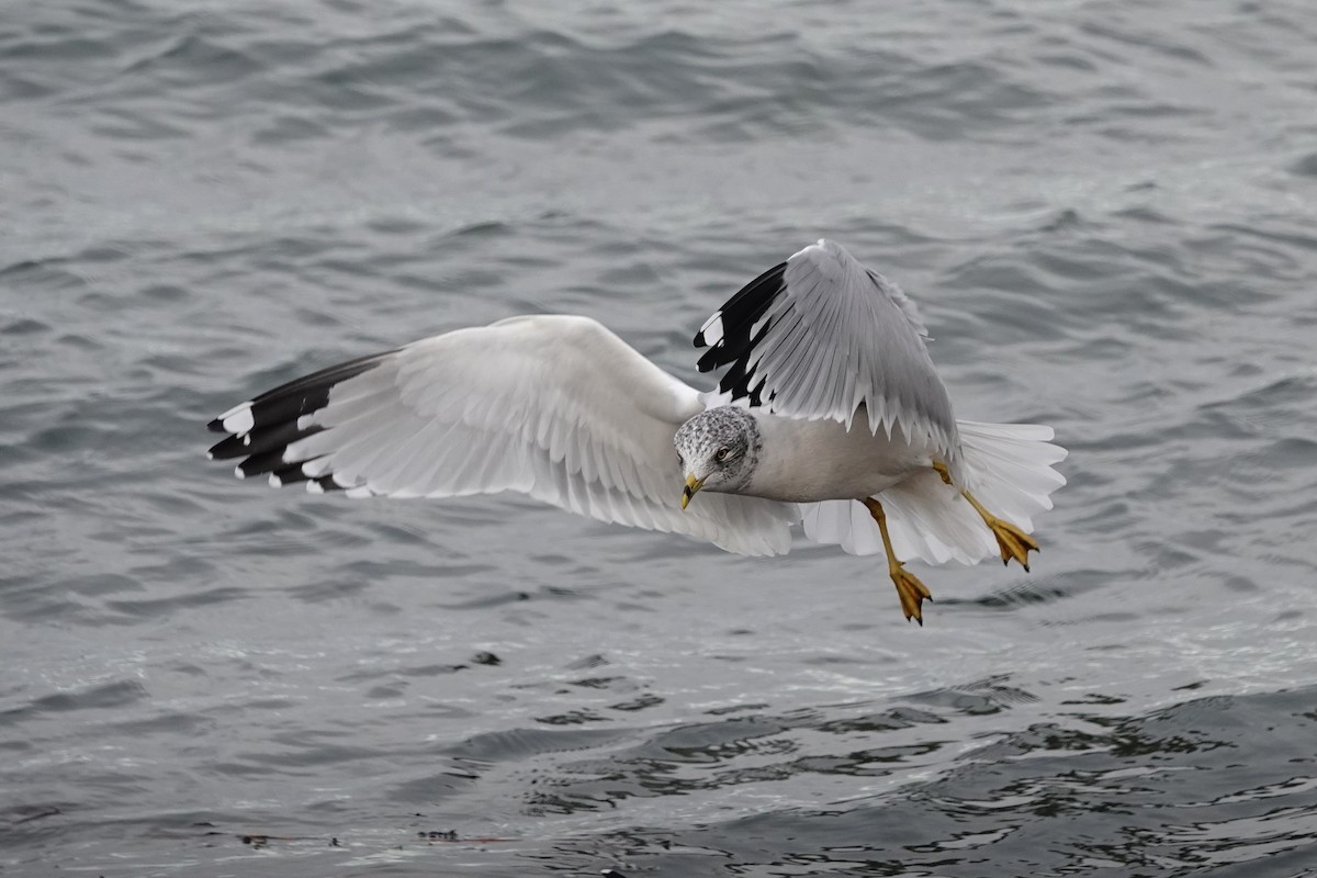 Ring-billed Gull - ML645069362