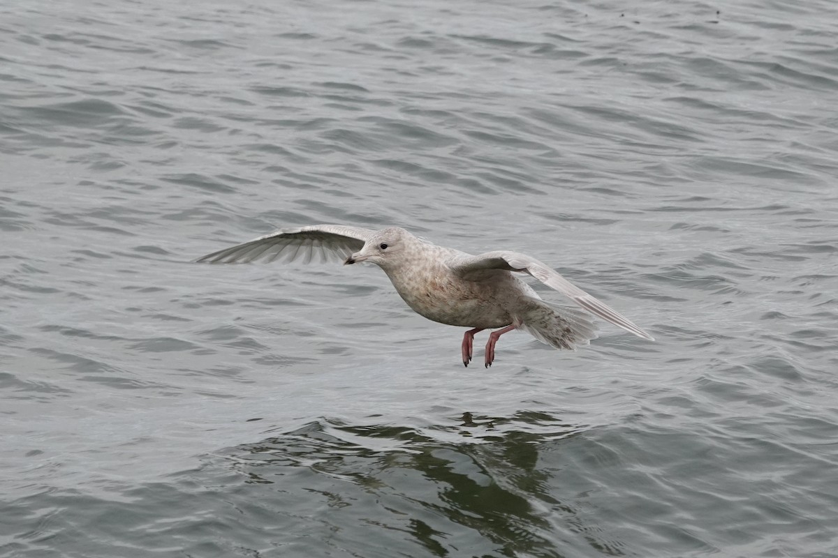 Iceland Gull - ML645069364