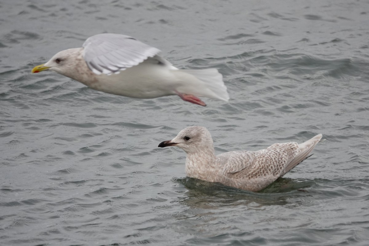 Iceland Gull - ML645069369