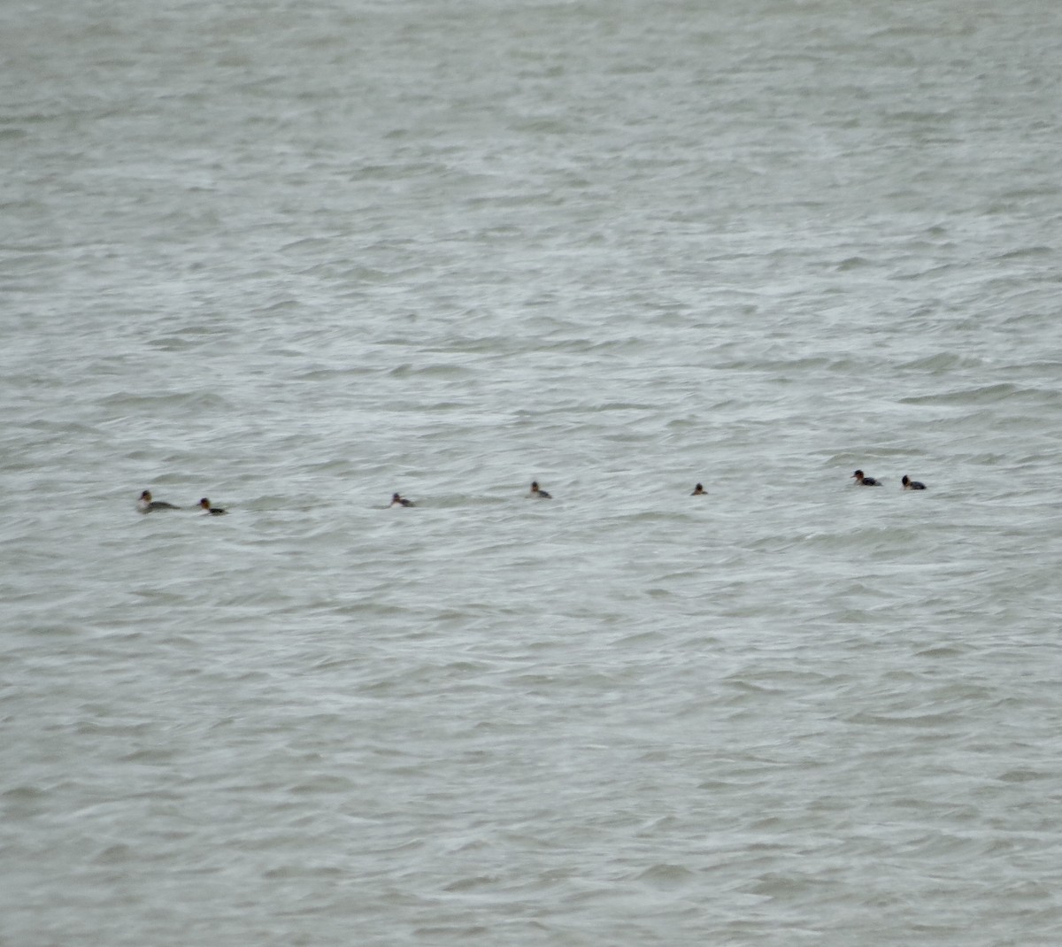 Common Merganser - ML645069371