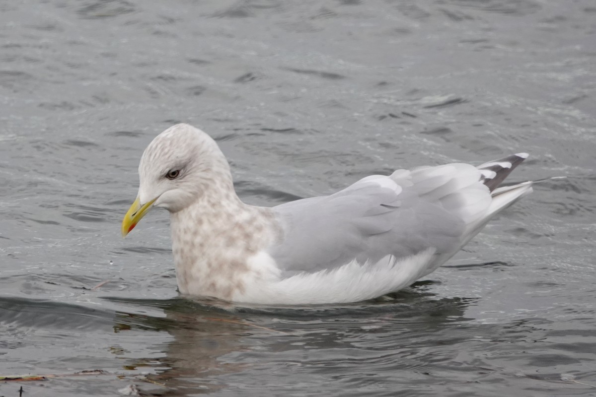 Iceland Gull - ML645069374