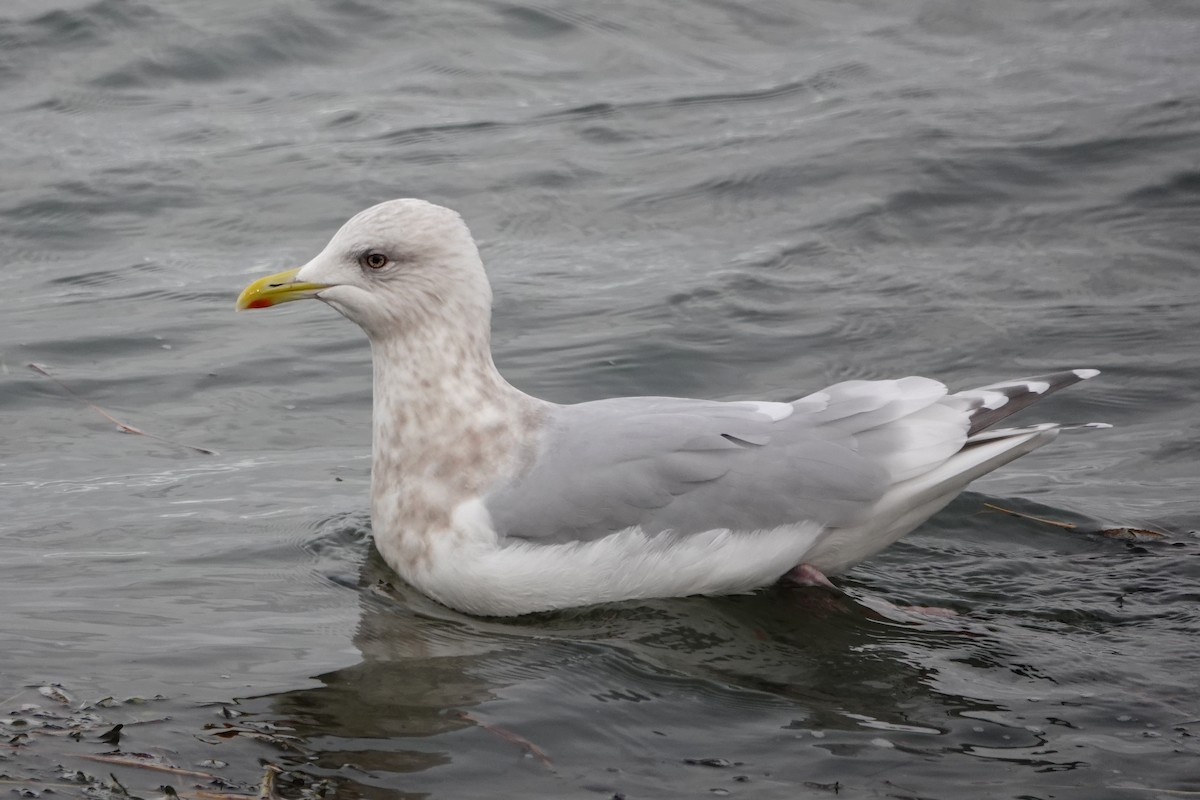 Iceland Gull - ML645069378