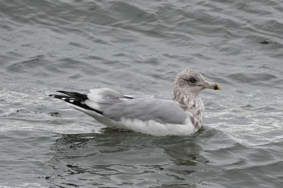 American Herring Gull - ML645069383