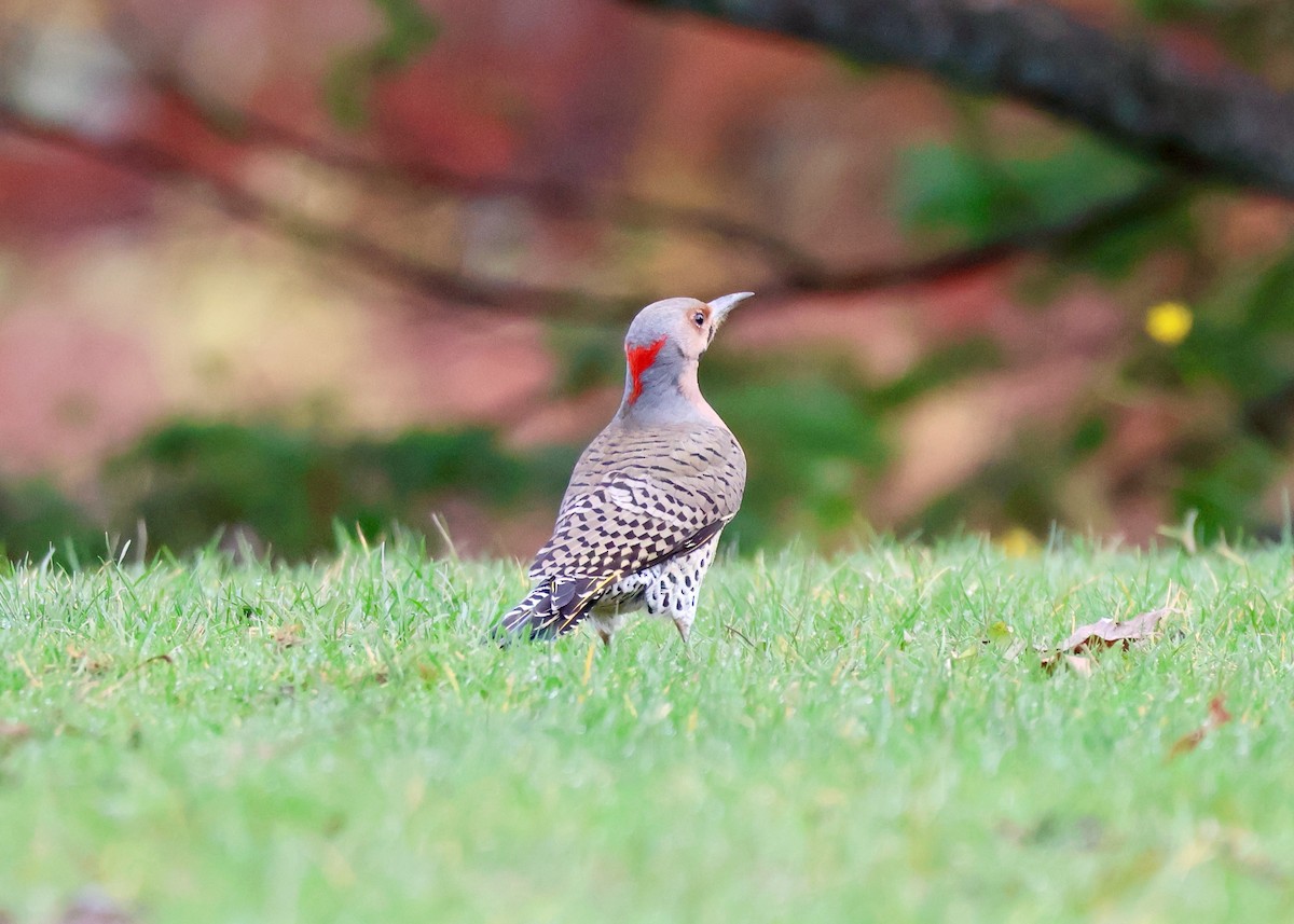 Northern Flicker (Yellow-shafted) - ML645069399
