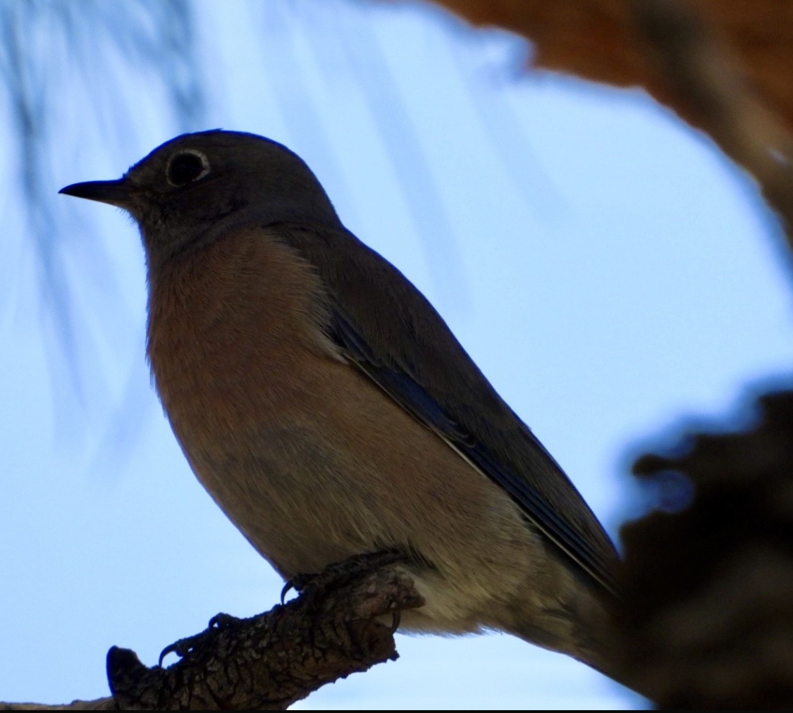 Western Bluebird - ML645069425