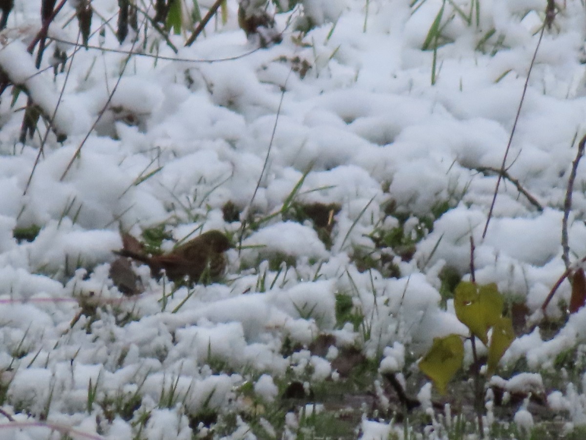 Fox Sparrow - ML645069426