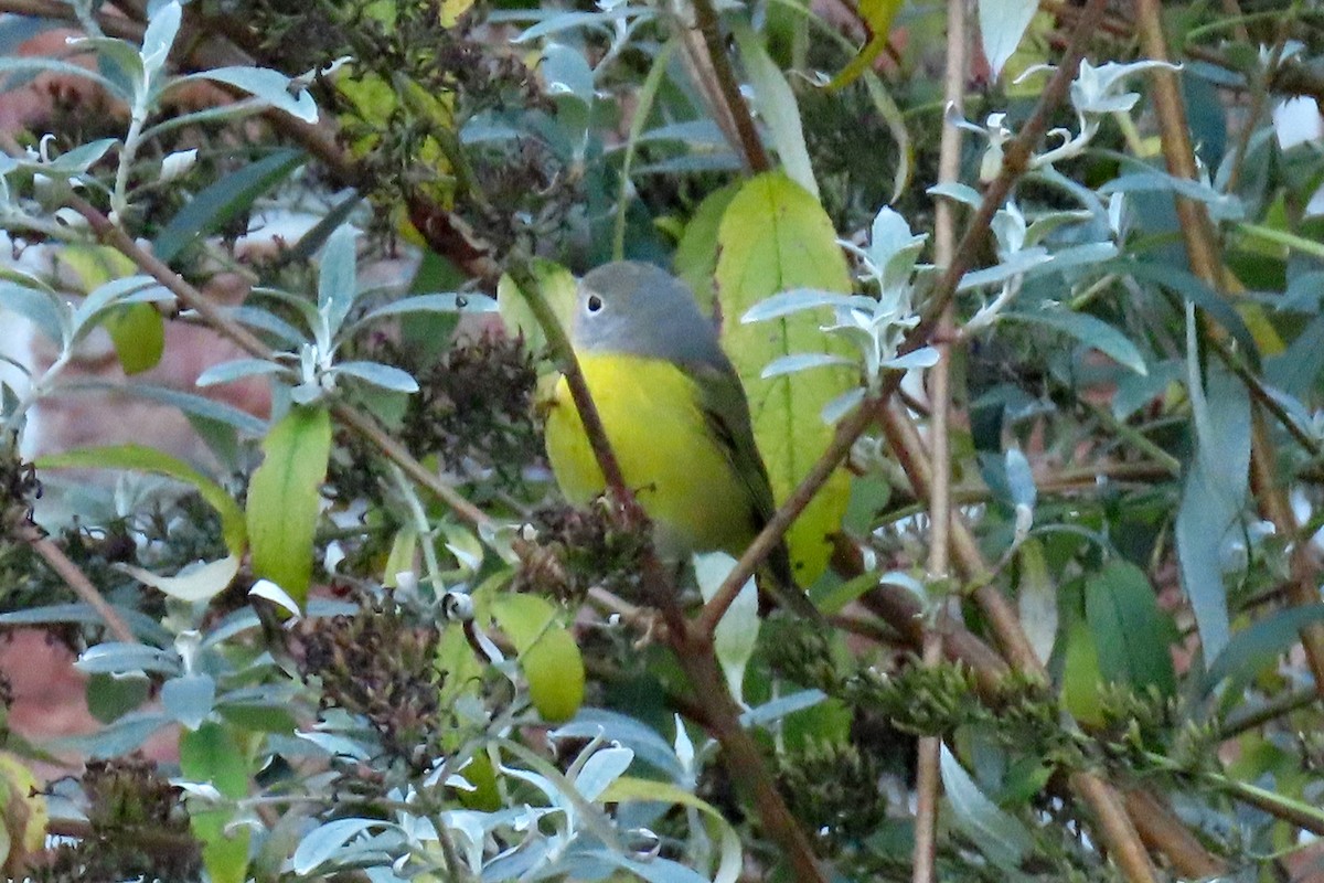 Nashville Warbler - ML645069427