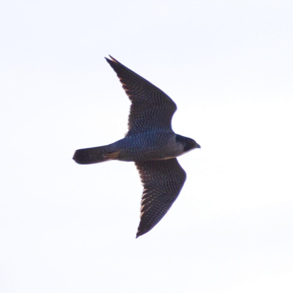 Peregrine Falcon - ML645069429