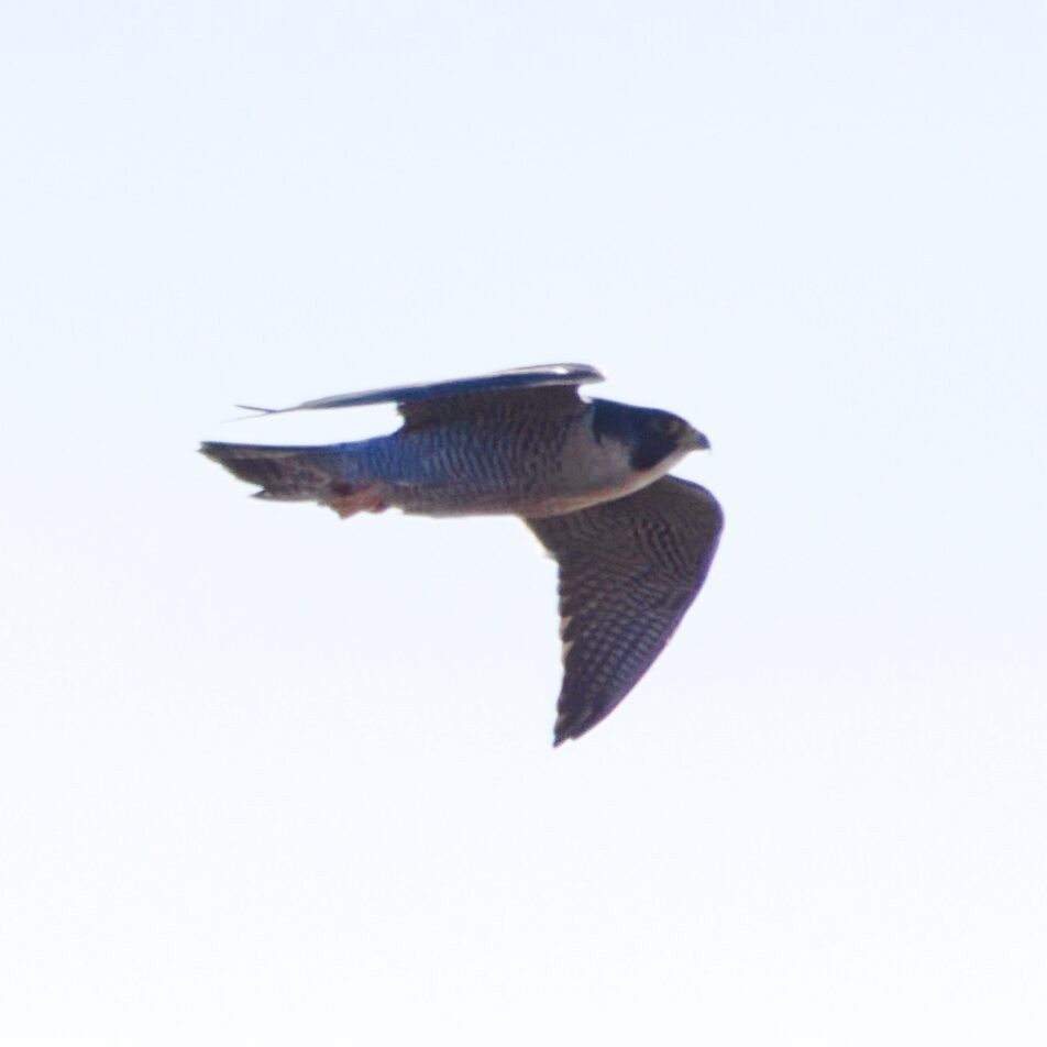 Peregrine Falcon - ML645069430