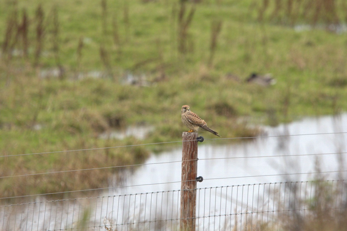 poštolka obecná - ML645069432