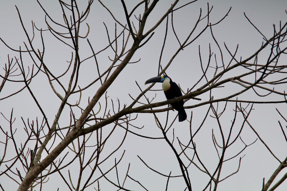 Channel-billed Toucan - ML645069449