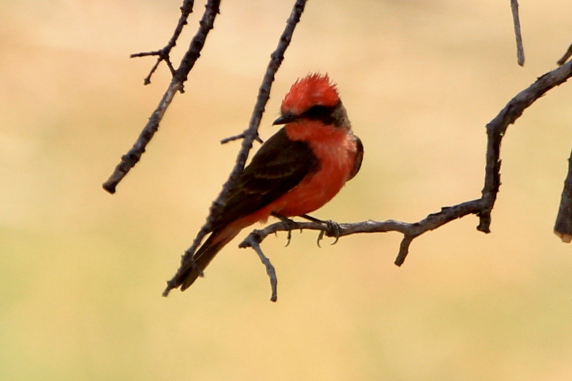 Vermilion Flycatcher - ML645069458