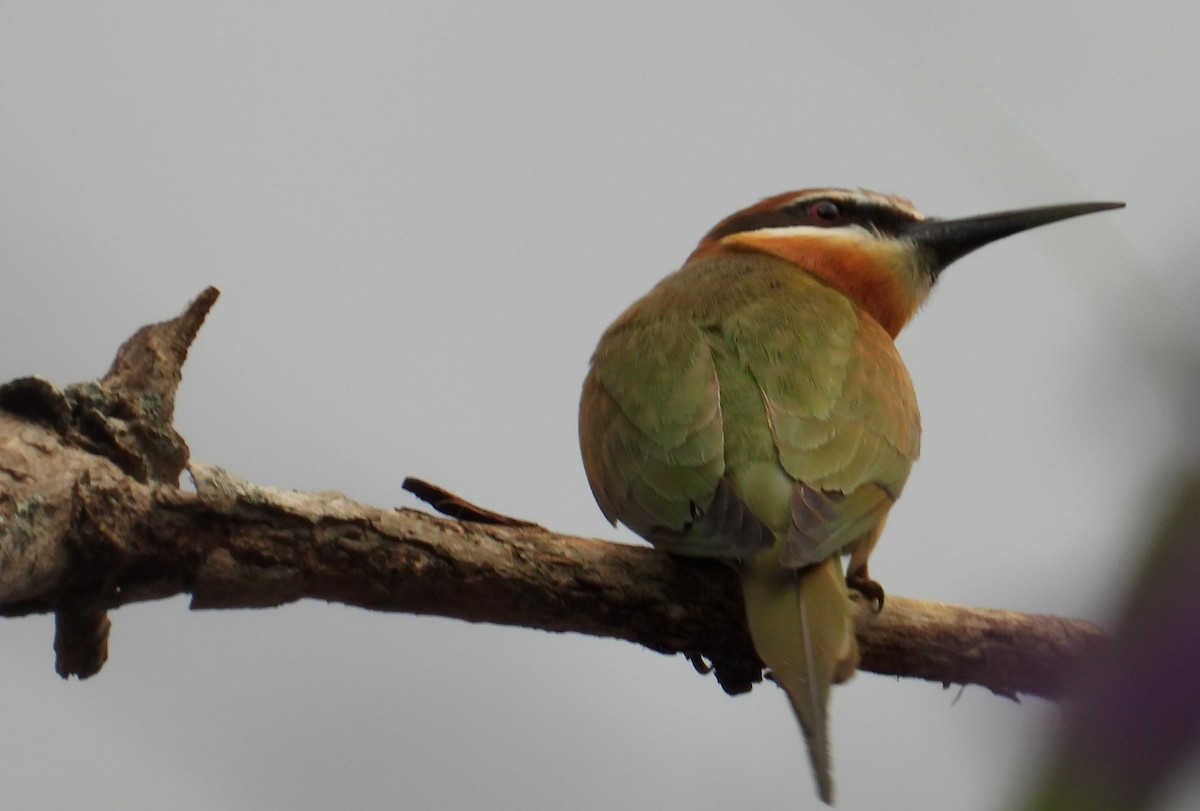 Olive Bee-eater - ML645069471