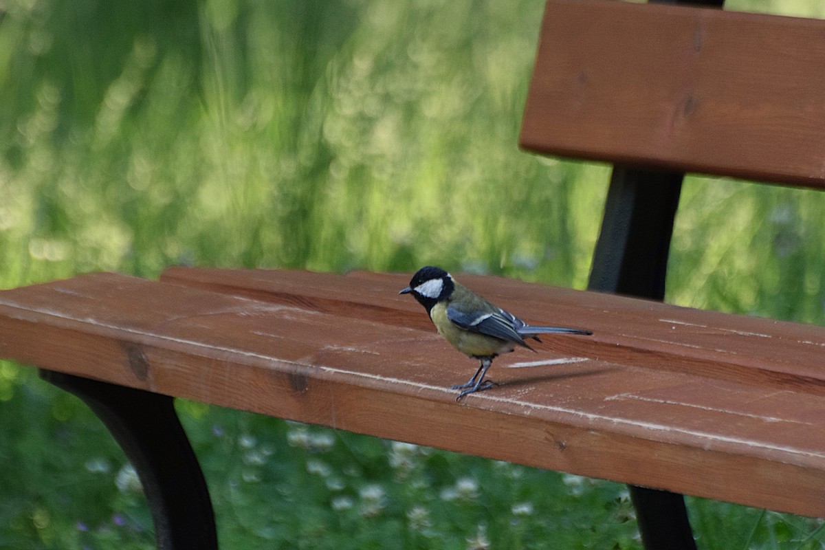 Great Tit - ML645069475