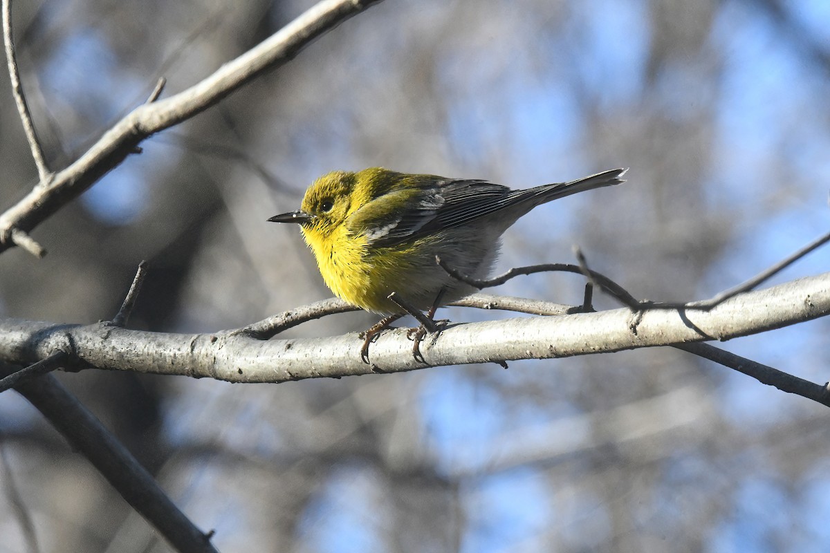 סבכון אורנים - ML645069481