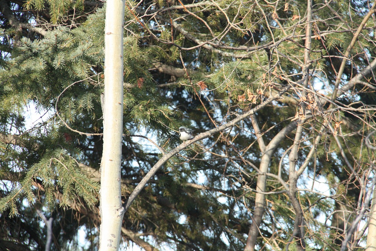 Black-throated Blue Warbler - ML645069487