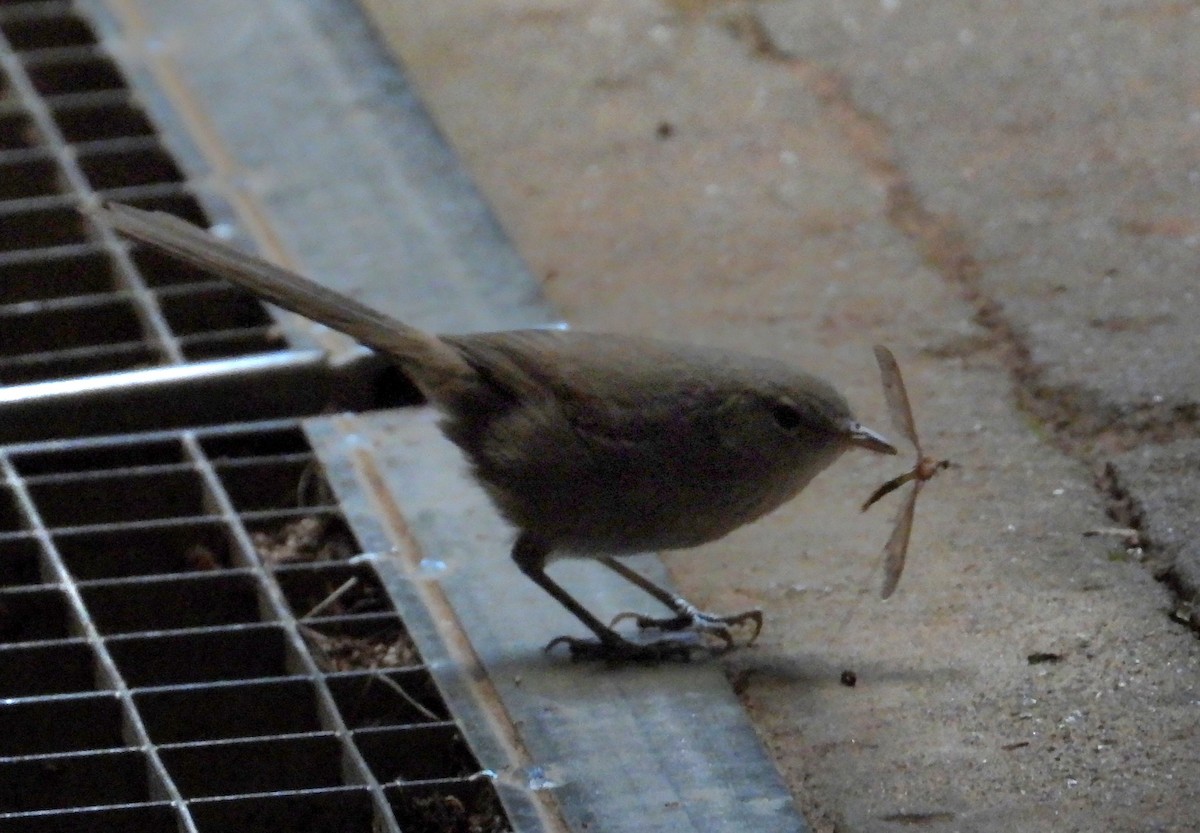 Malagasy Brush-Warbler - ML645069488