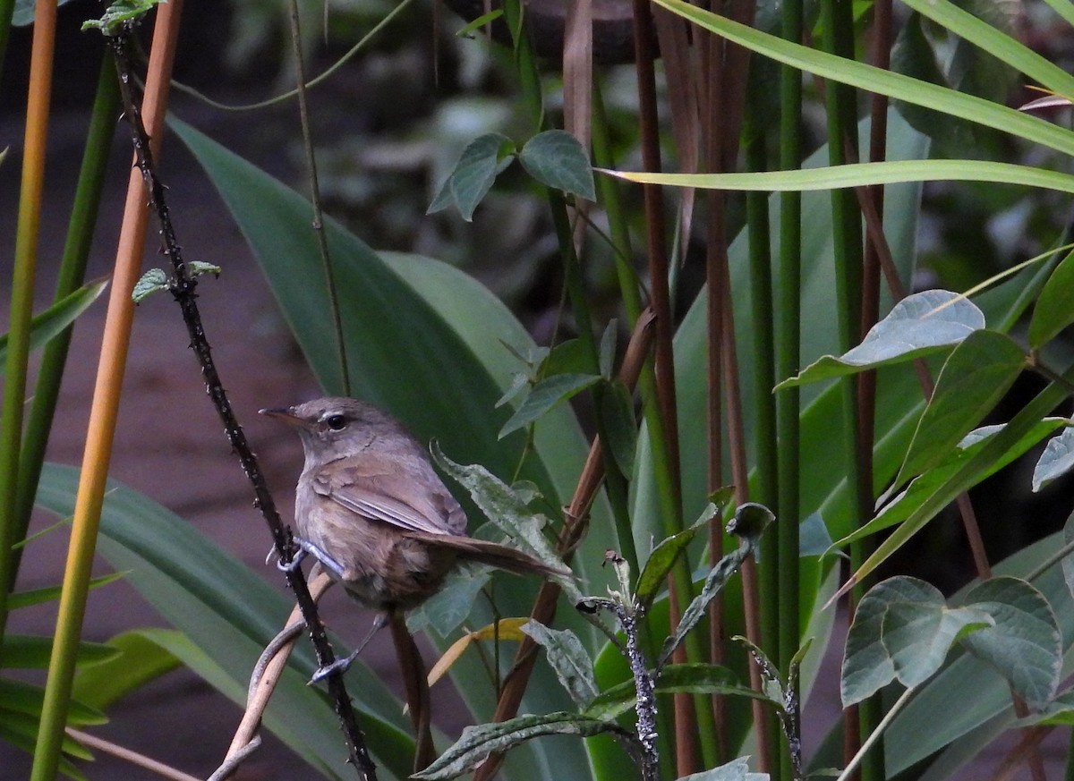 Malagasy Brush-Warbler - ML645069489