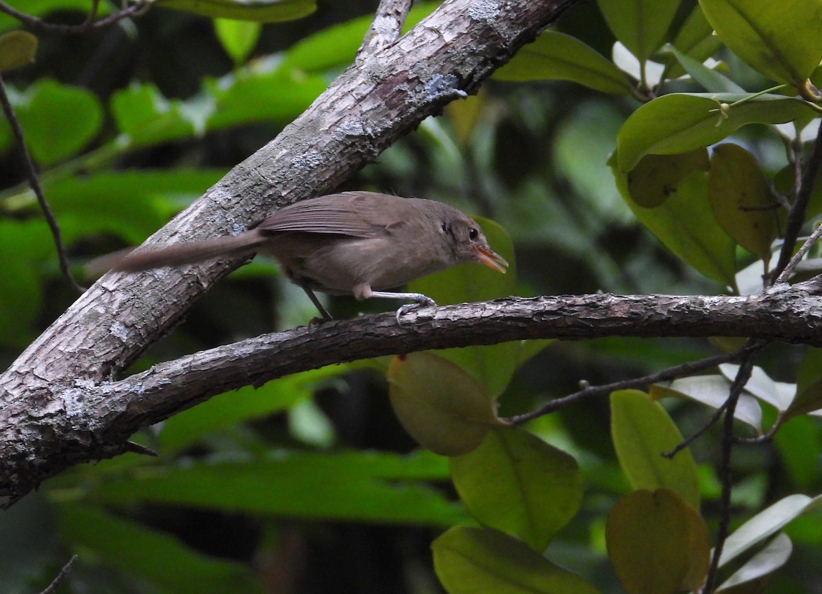 Malagasy Brush-Warbler - ML645069490