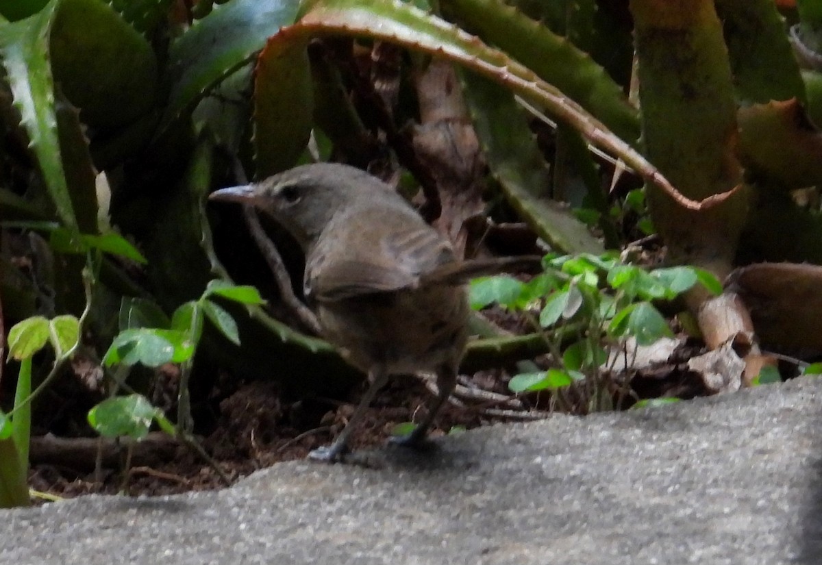 Malagasy Brush-Warbler - ML645069491