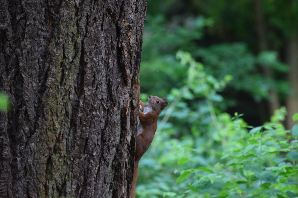 歐亞紅松鼠 - ML645069496