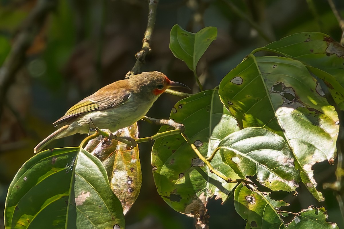 Crimson Sunbird (Sulawesi) - ML645069503