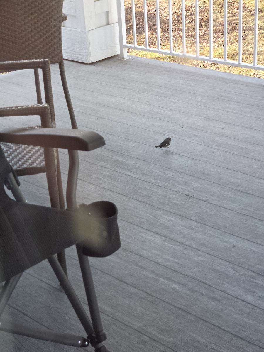 Black-throated Blue Warbler - ML645069505