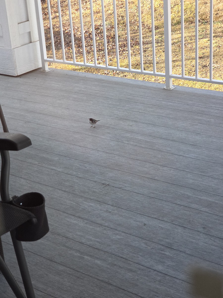 Black-throated Blue Warbler - ML645069506