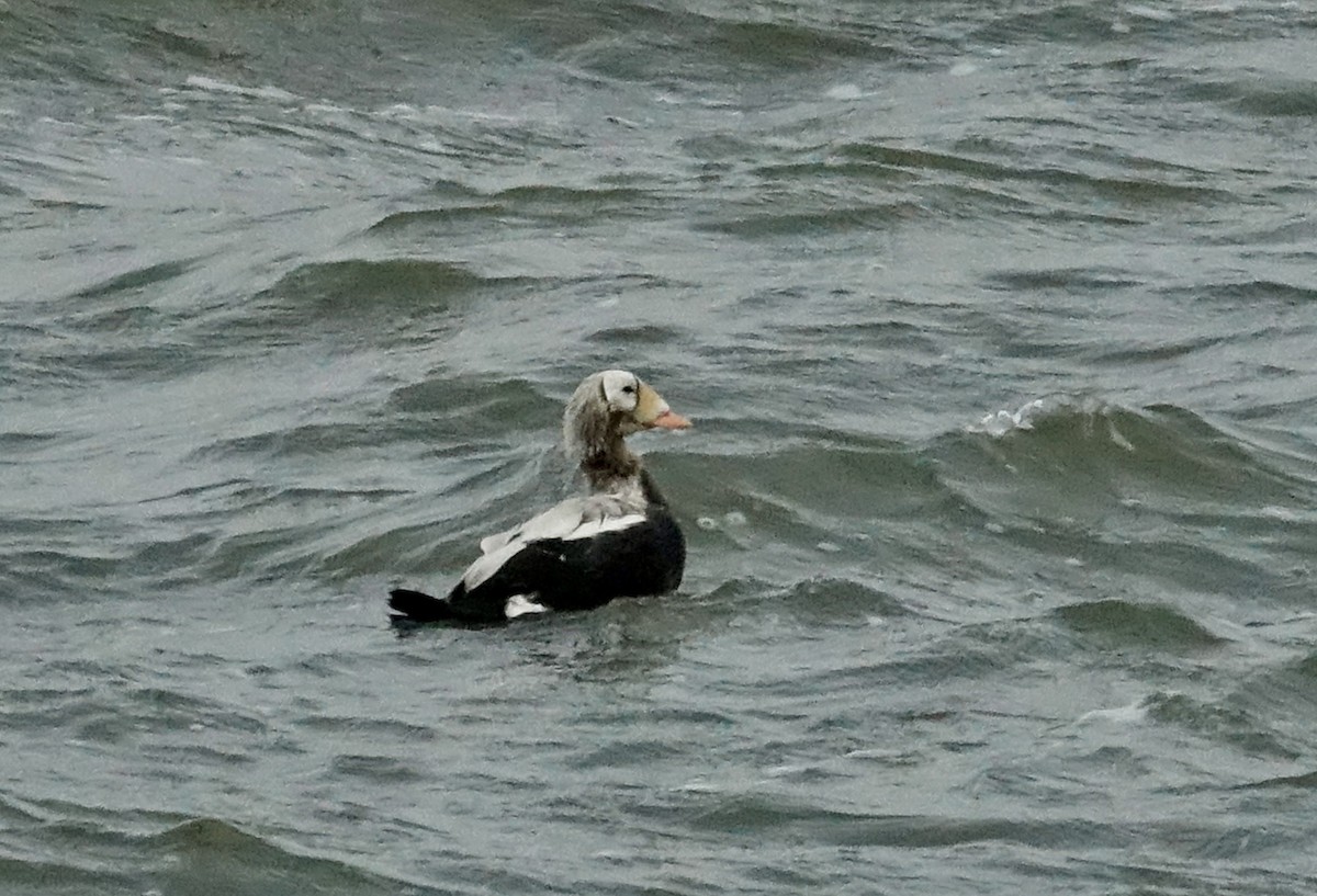 Spectacled Eider - ML645069519