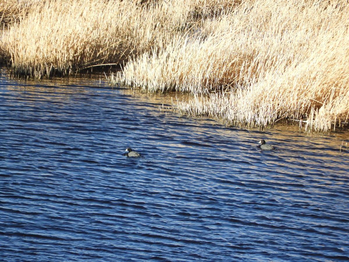 Slate-colored Coot - ML645069538