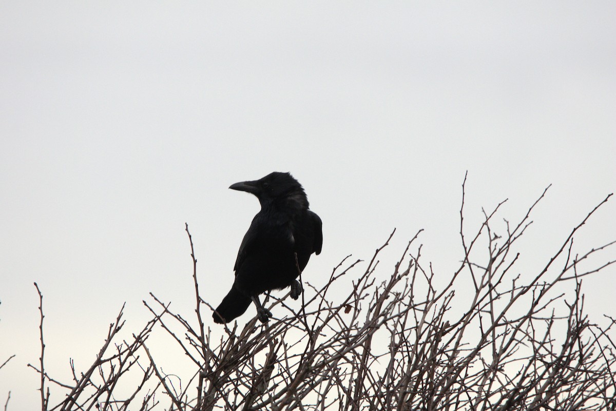 vrána černá - ML645069546