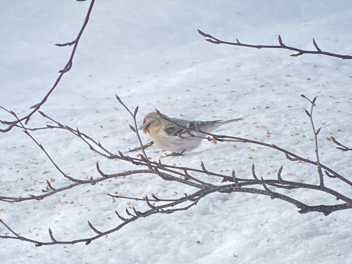 Redpoll (Hoary) - ML645069549